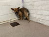 adoptable Dog in  named CINDY