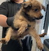 adoptable Dog in  named TYRA