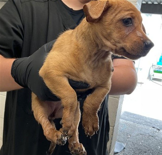 adoptable Dog in San Bernardino, CA named YASMIN