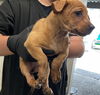 adoptable Dog in  named YASMIN