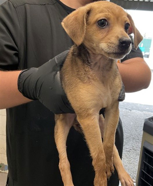 adoptable Dog in San Bernardino, CA named CHRISTY