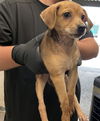 adoptable Dog in  named CHRISTY