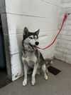 adoptable Dog in  named WILLIS