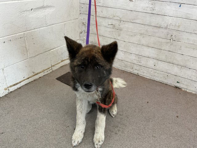 adoptable Dog in San Bernardino, CA named MEEKO