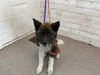 adoptable Dog in  named MEEKO