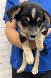 adoptable Dog in  named NOON