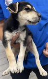 adoptable Dog in  named SUNDAY