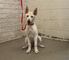 adoptable Dog in  named MICAH