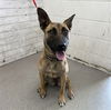 adoptable Dog in  named CINDERELLA