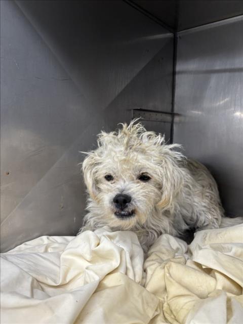 adoptable Dog in San Bernardino, CA named PEDRO