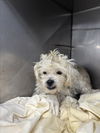 adoptable Dog in  named PEDRO