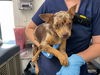 adoptable Dog in  named PAULINA