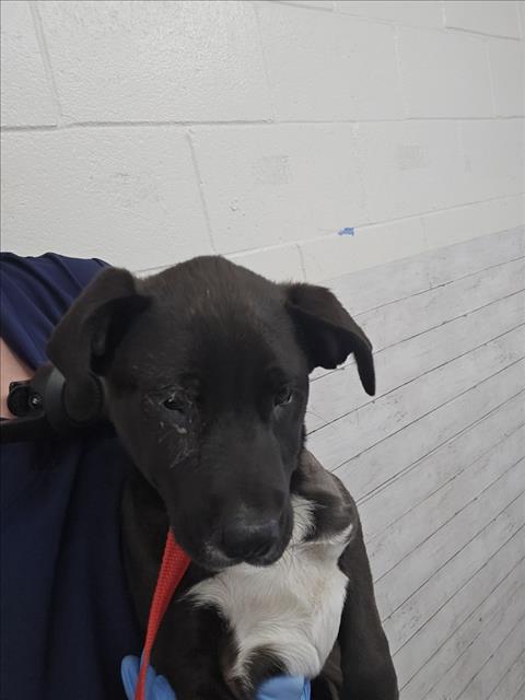 adoptable Dog in San Bernardino, CA named ERNEST