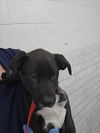 adoptable Dog in  named ERNEST