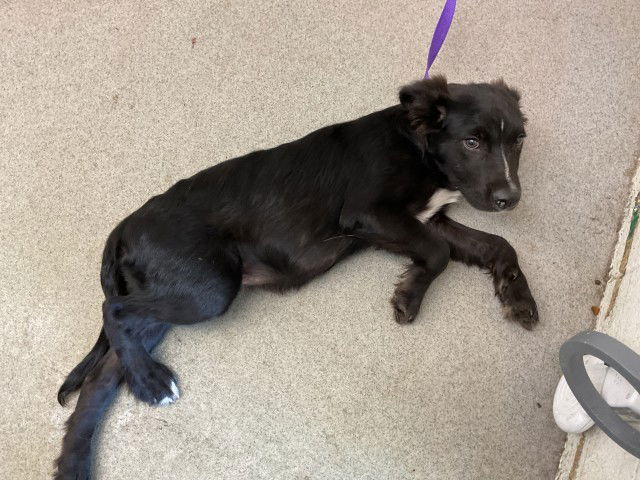 adoptable Dog in San Bernardino, CA named FRANZ