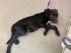 adoptable Dog in  named FRANZ