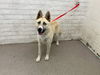 adoptable Dog in  named J.R.R TOLKEIN