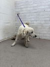 adoptable Dog in  named BUFFY