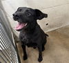 adoptable Dog in  named WENDELL