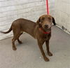 adoptable Dog in  named SIMONE