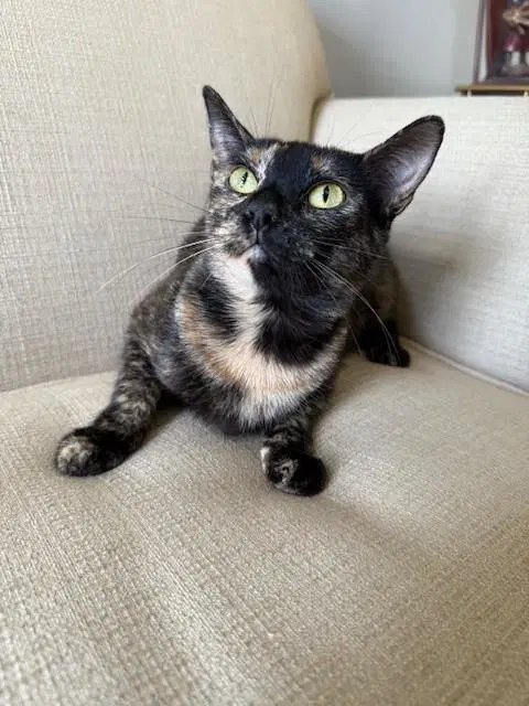 Gabby - Domestic Short Hair