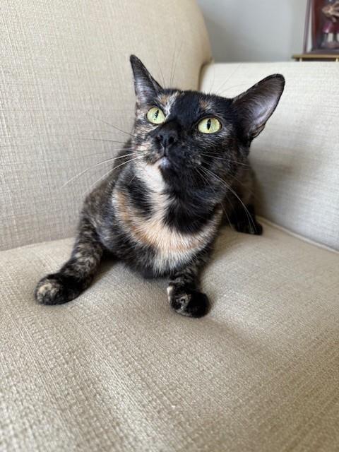 GABBY - Domestic Short Hair available for adoption