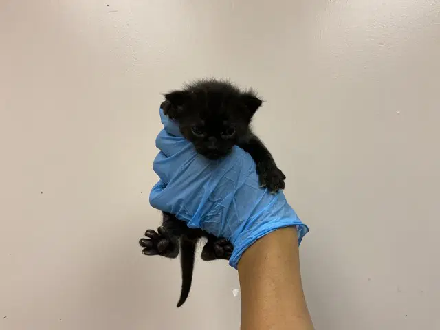 Merlin - Domestic Short Hair
