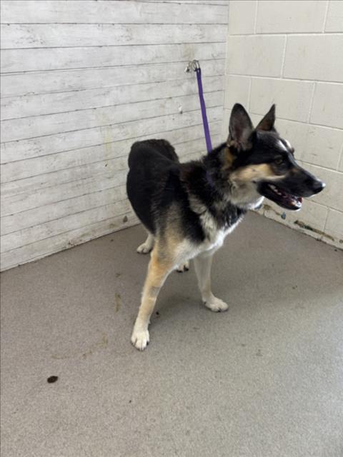 adoptable Dog in San Bernardino, CA named ERWIN
