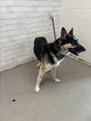 adoptable Dog in  named ERWIN