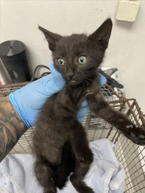 Ollie - Domestic Short Hair