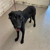 adoptable Dog in  named STAR