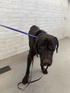 adoptable Dog in  named MR. BROWN