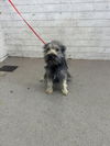 adoptable Dog in  named SKYLAR