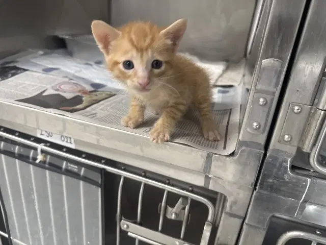 Aiden - Domestic Short Hair