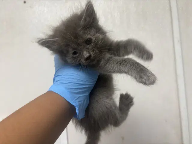 Rhea - Domestic Short Hair