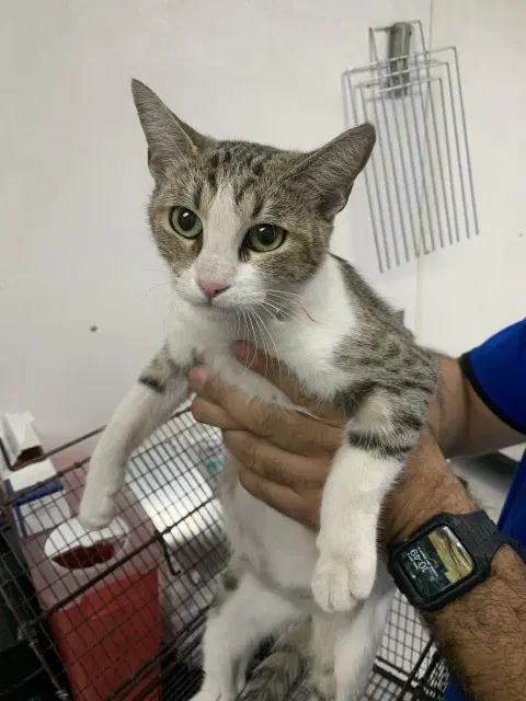 Cheryl - Domestic Short Hair