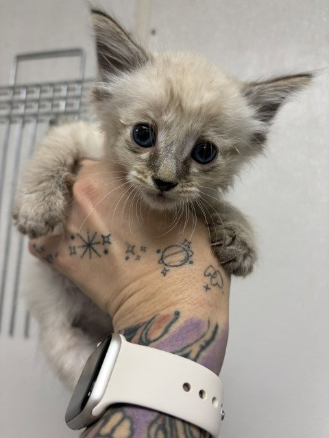 TOFU