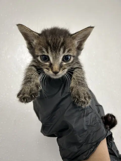 Dana - Domestic Short Hair