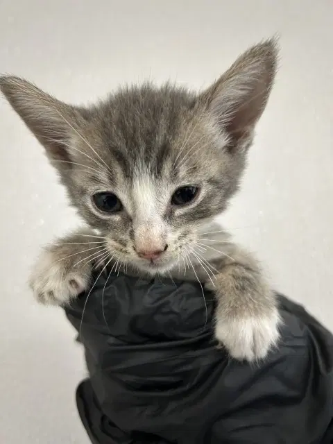 Karol - Domestic Short Hair
