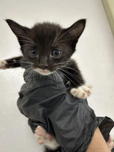 Crystal - Domestic Short Hair