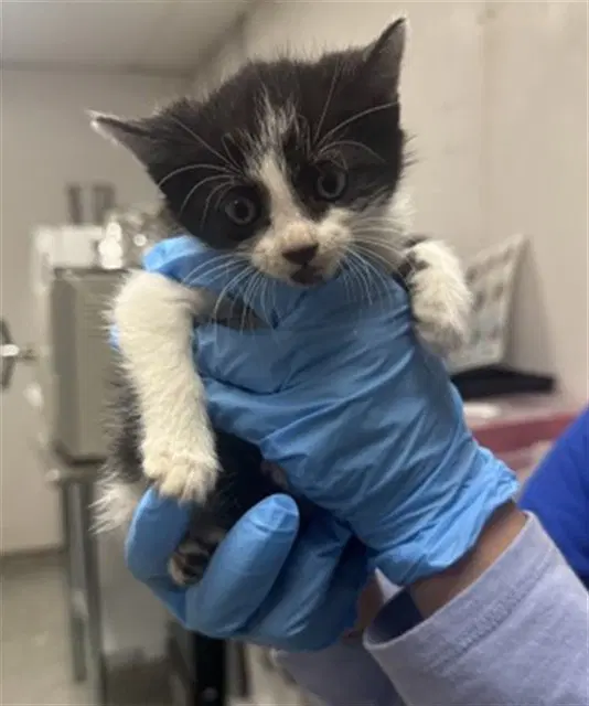 Petunia - Domestic Medium Hair