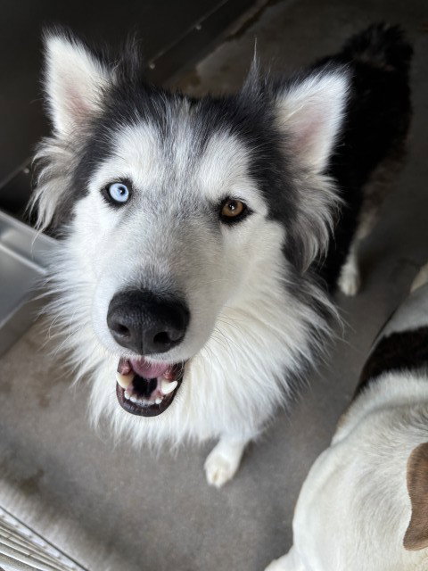 RJ - Alaskan Malamute available for adoption