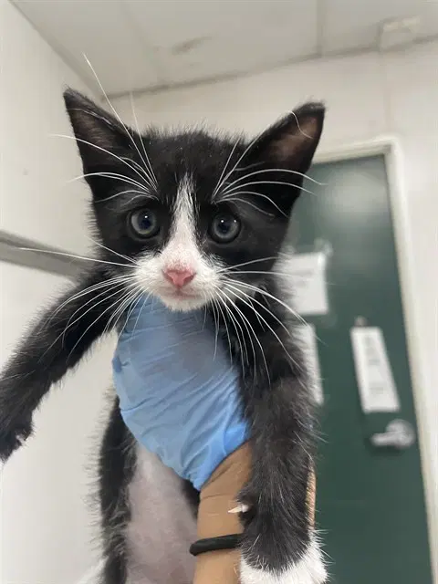 Sylvester - Domestic Short Hair