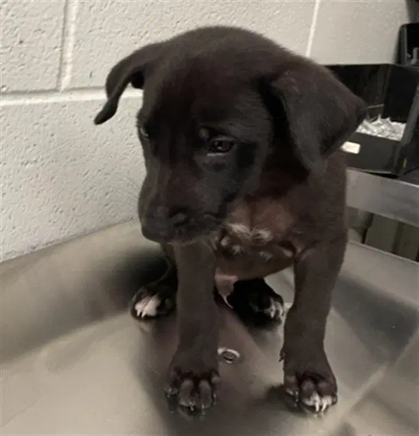 Cookie - Labrador Retriever