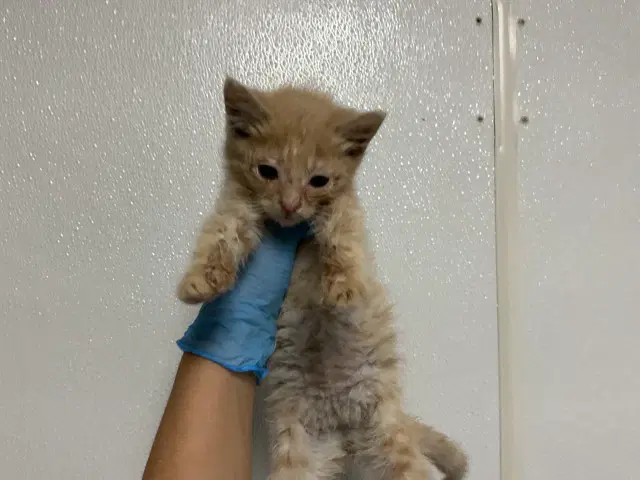 Mila - Domestic Short Hair