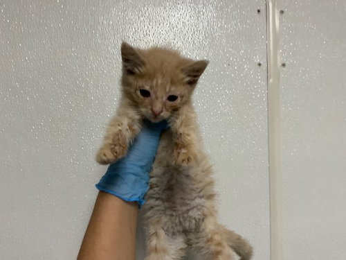 picture of the cat needing adoption
