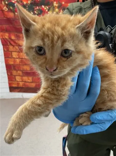 Madison - Domestic Short Hair