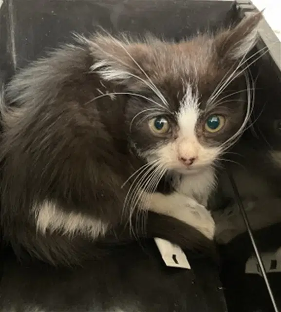 Naruto - Domestic Short Hair