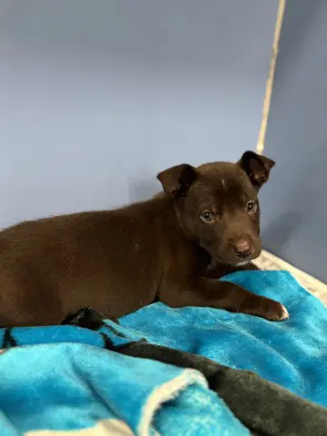 Coco - Pit Bull Terrier