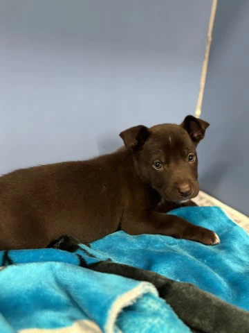 Coco